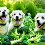 Is Broccoli Safe for Dogs to Eat