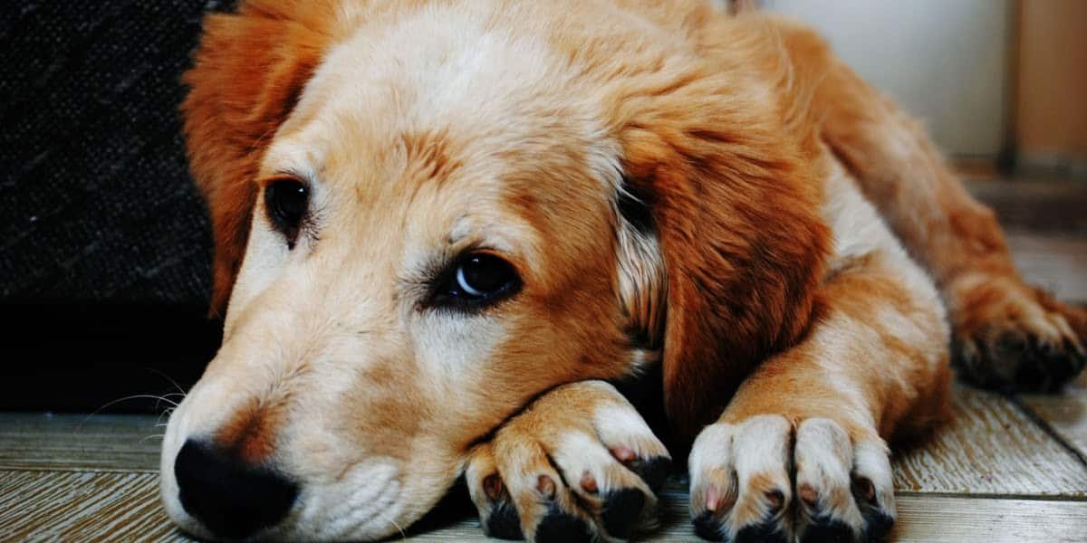Dog Arthritis Symptoms