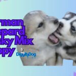 German Shepard Husky Mix Puppy