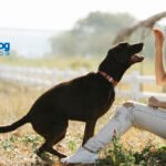 Pet Insurance Providers for 2025