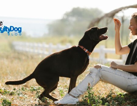 Pet Insurance Providers for 2025