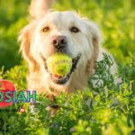 Prevent Smegma in Dogs