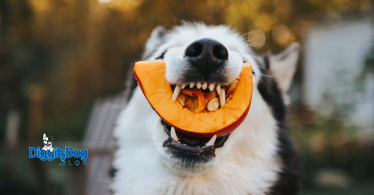 Is Pumpkin Good for Your Pets