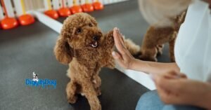 Training Tips for a Well-Behaved Pet