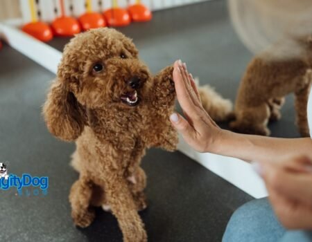 Training Tips for a Well-Behaved Pet