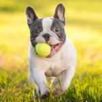 French Bulldog Americas Favorite Breed