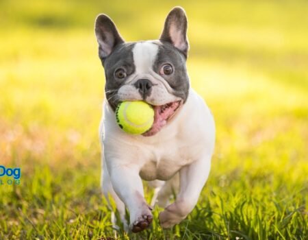 French Bulldog Americas Favorite Breed