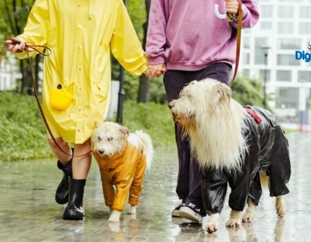 Top 10 Indoor Activities for Dogs on Rainy Days