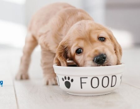 best grain-free dog foods for sensitive stomachs