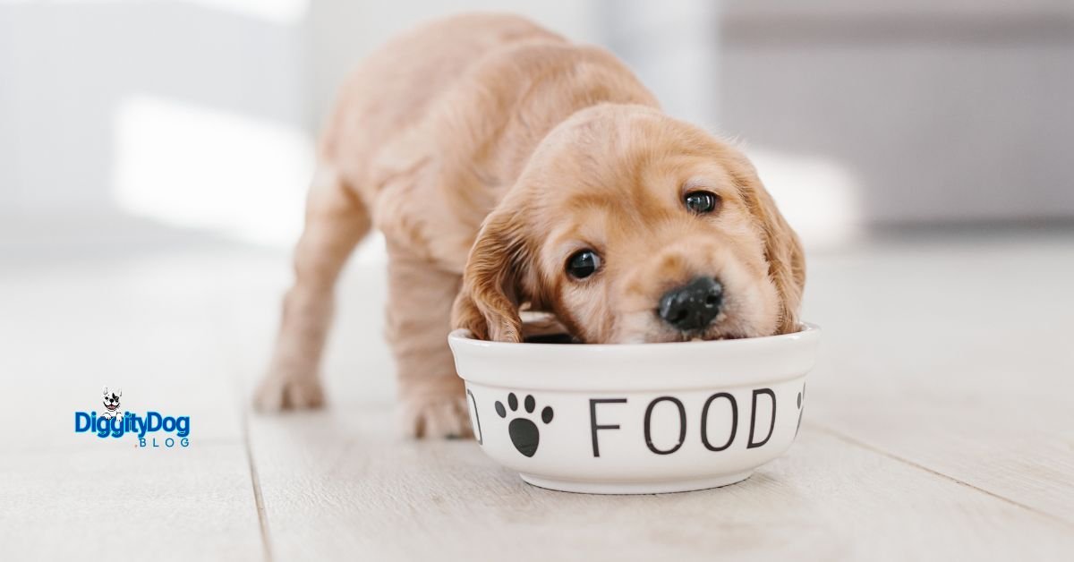 best grain-free dog foods for sensitive stomachs