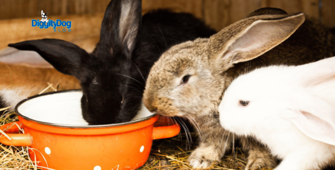 Rabbits Cool in Summer