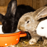 Rabbits Cool in Summer