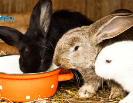 Rabbits Cool in Summer