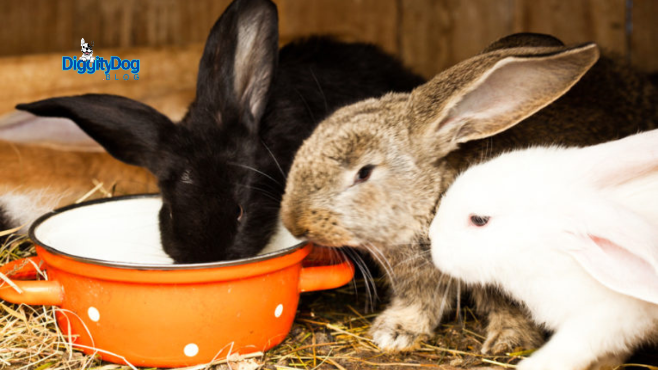 Rabbits Cool in Summer