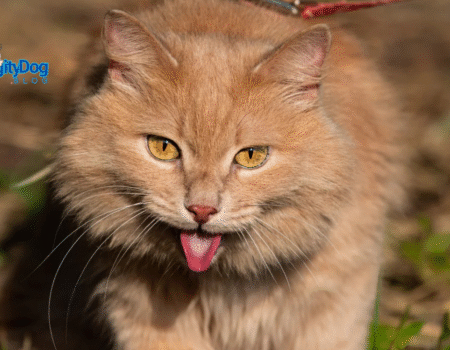 Why is My Cat Panting