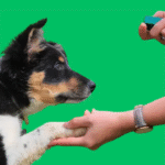 Simple Dog Training Habits