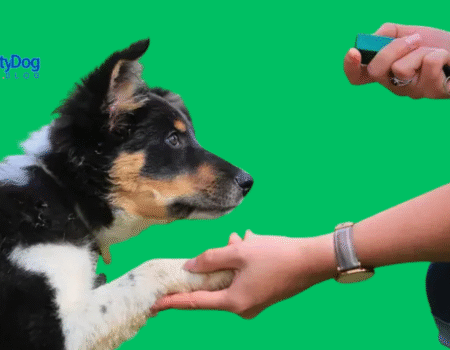 Simple Dog Training Habits