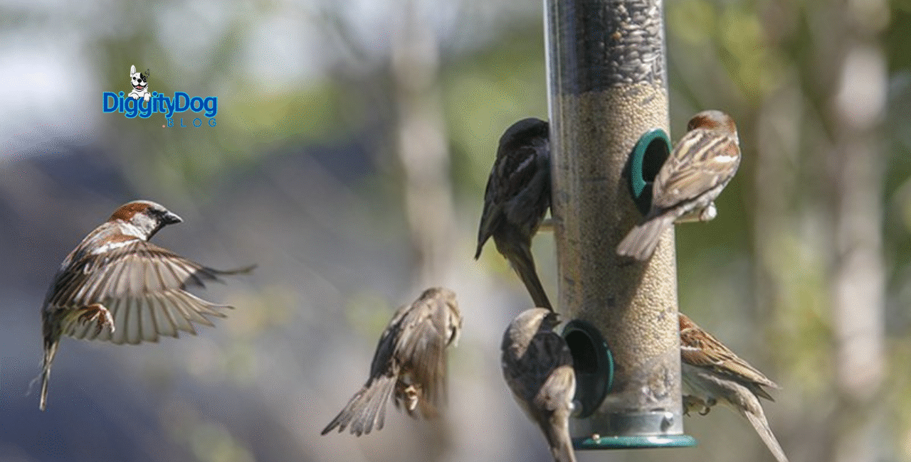 Wild Bird Sanctuary