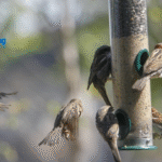 Wild Bird Sanctuary
