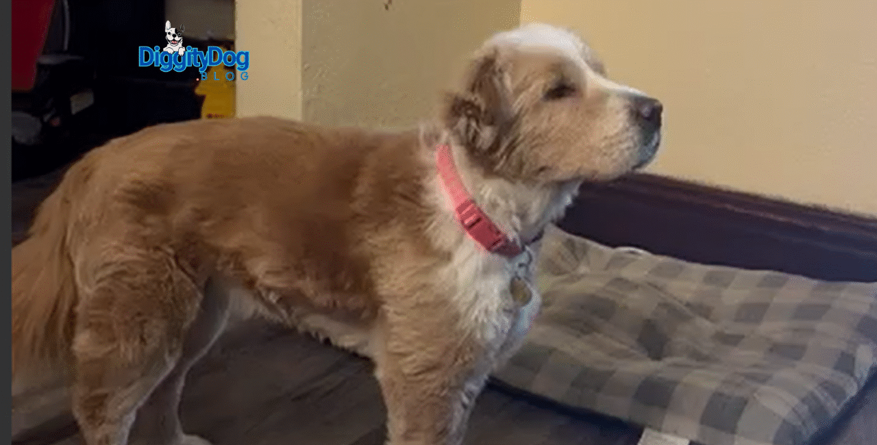 Separation Anxiety In Dogs