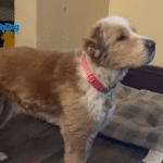 Separation Anxiety In Dogs