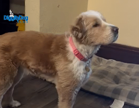 Separation Anxiety In Dogs