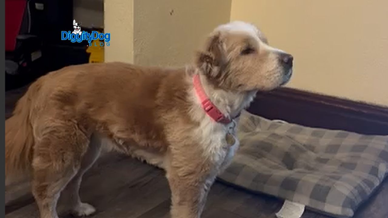 Separation Anxiety In Dogs