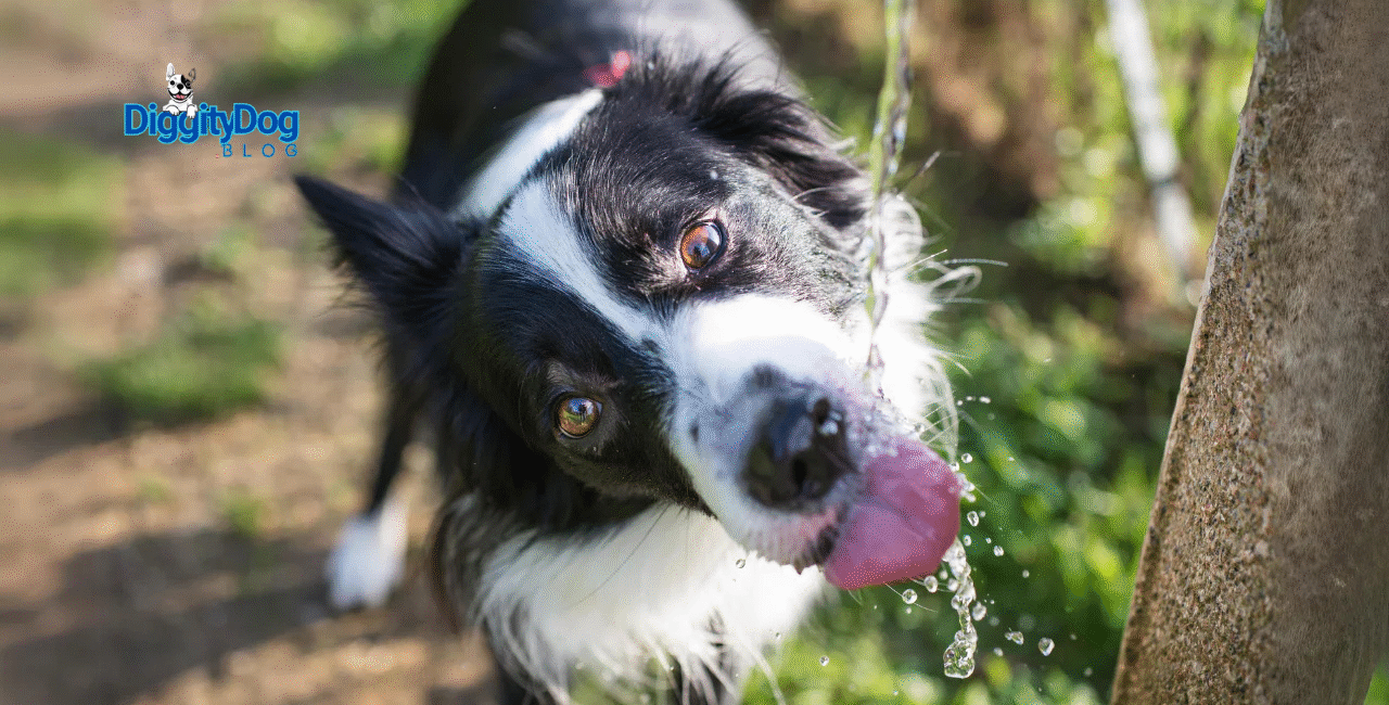 Keeping Dogs Hydrated in the Heat