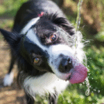 Keeping Dogs Hydrated in the Heat