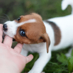 Five Tips to Stop Your Puppy From Biting