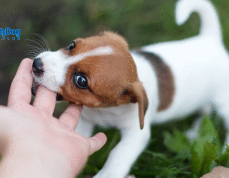 Five Tips to Stop Your Puppy From Biting