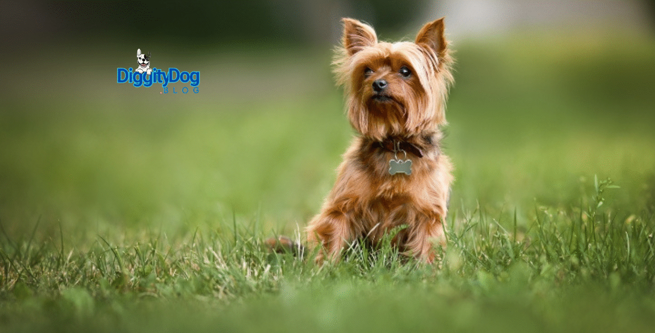 Lost Pet Prevention Tips