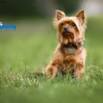 Lost Pet Prevention Tips