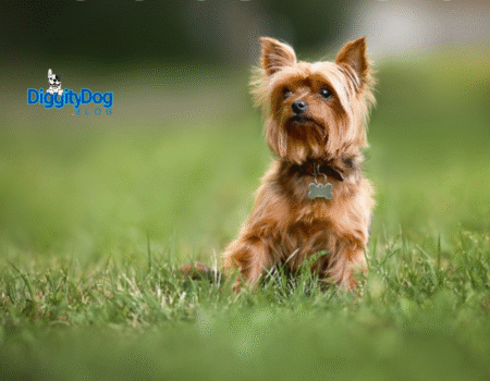 Lost Pet Prevention Tips