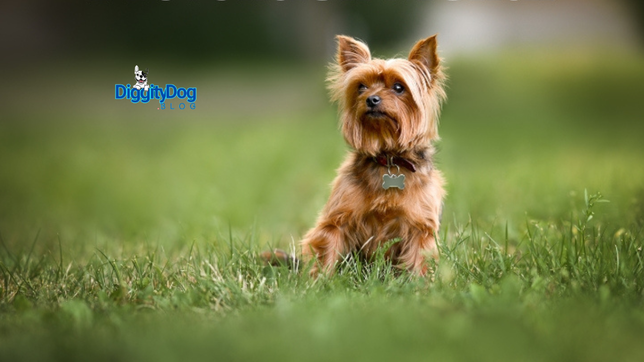 Lost Pet Prevention Tips