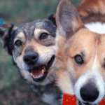 How to Choose a Second Dog