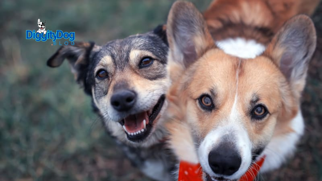 How to Choose a Second Dog