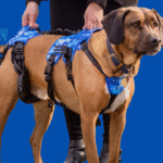 10 Tips for Adopting a Disabled Dog