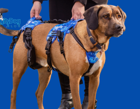 10 Tips for Adopting a Disabled Dog