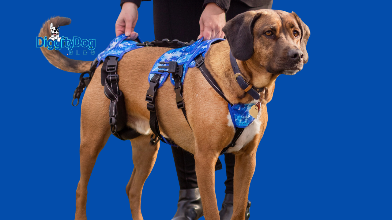 10 Tips for Adopting a Disabled Dog