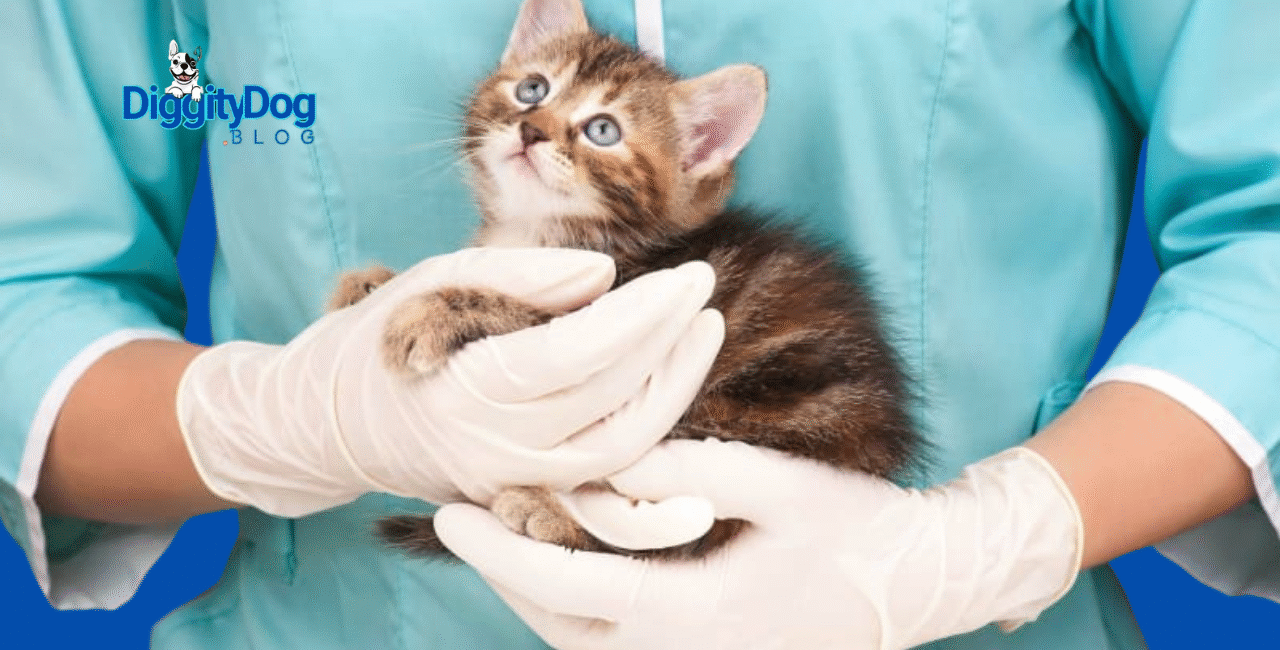 Do Cats Get Spayed Or Neutered