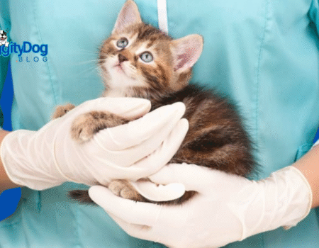 Do Cats Get Spayed Or Neutered