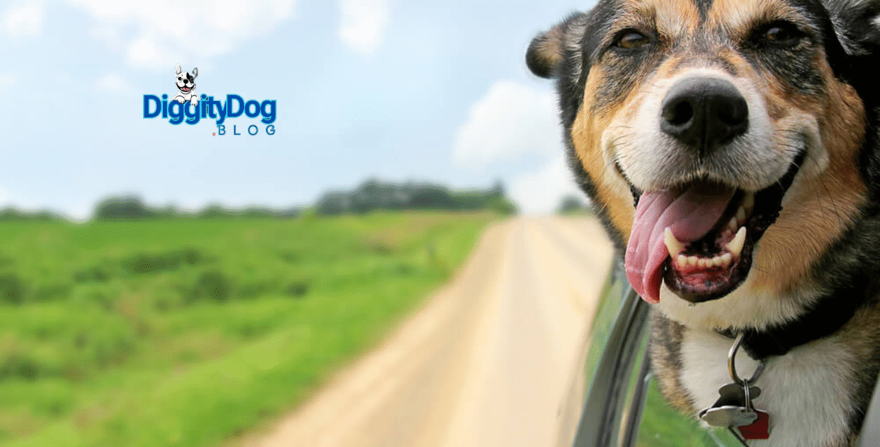 Best Road Trip with Your Dog