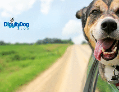 Best Road Trip with Your Dog