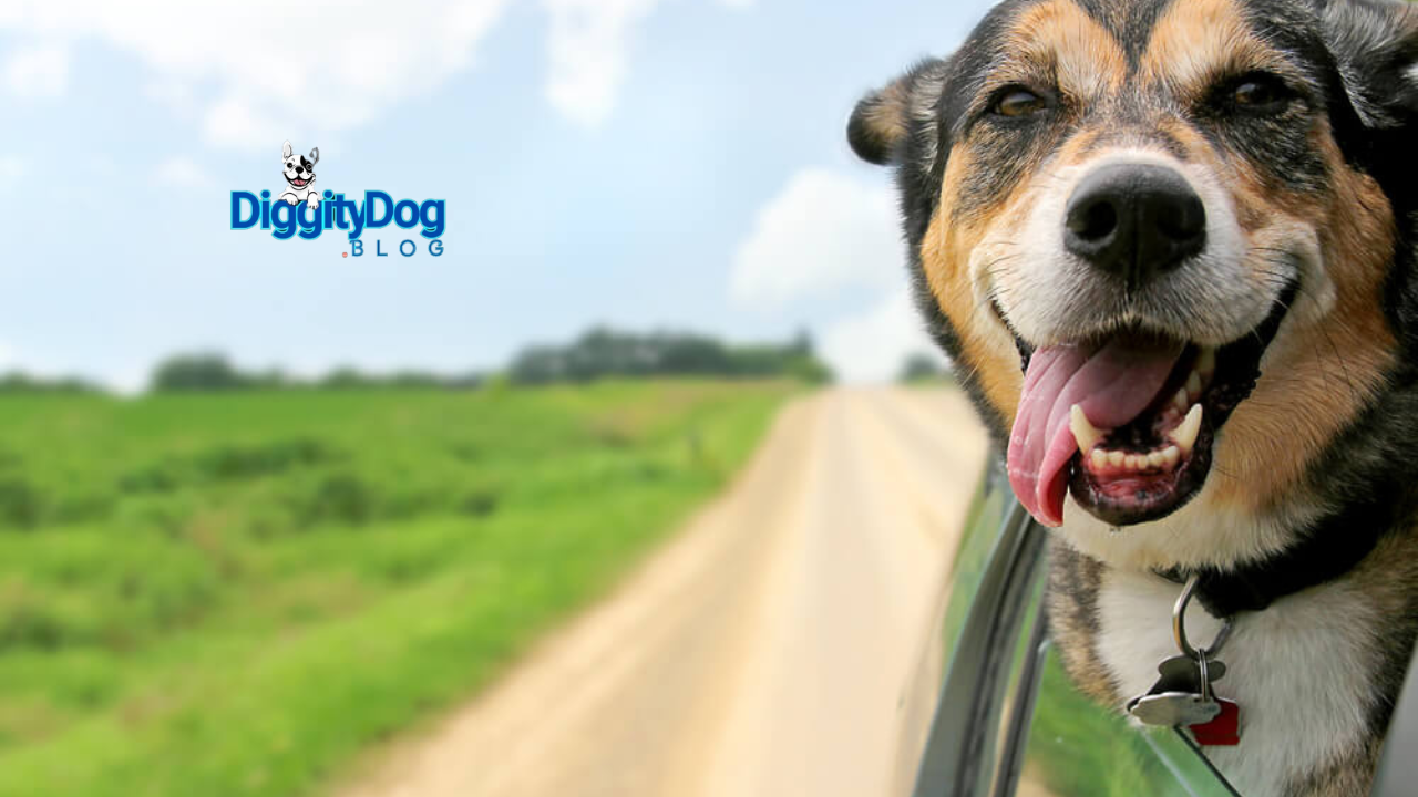 Best Road Trip with Your Dog