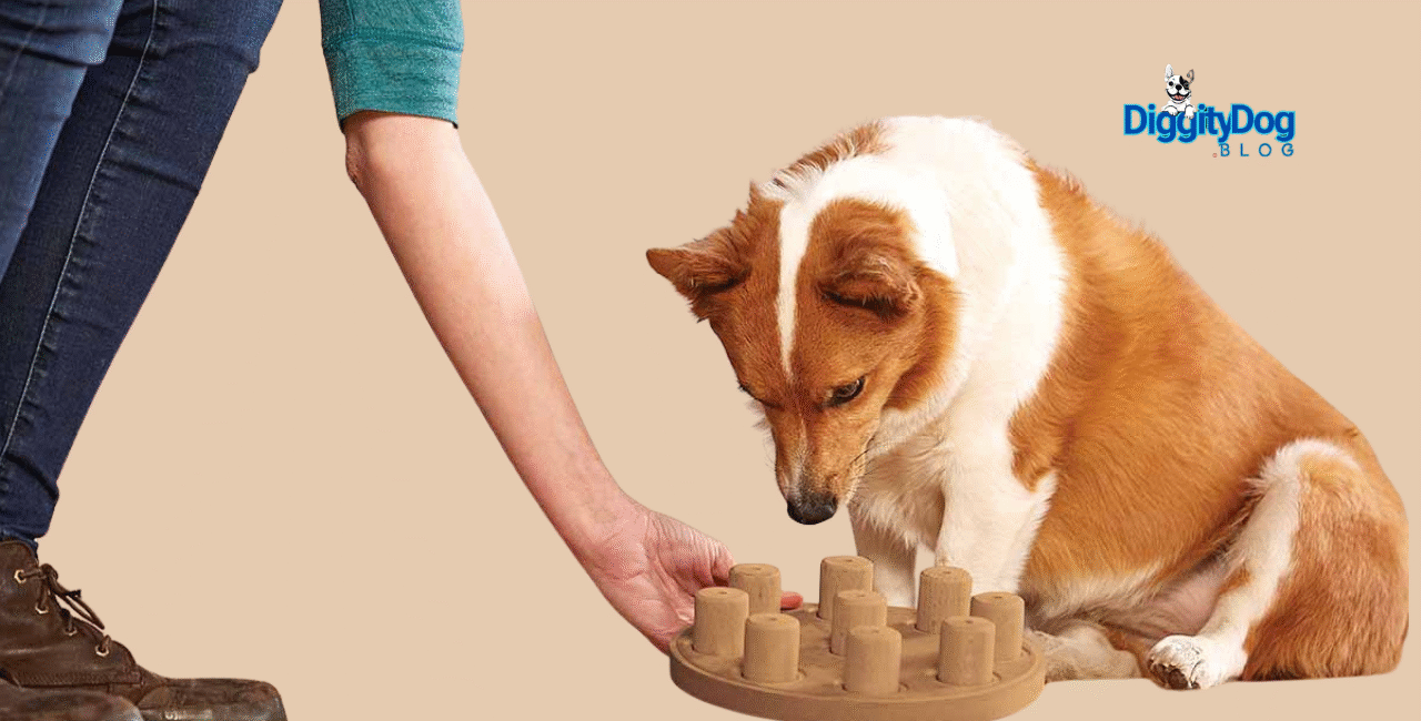 DIY Dog Enrichment Activities