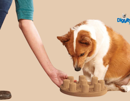 DIY Dog Enrichment Activities