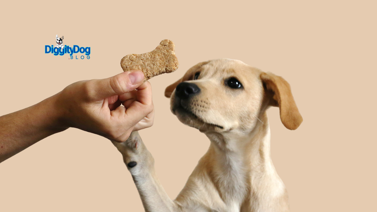 Healthy Snacks for Dogs