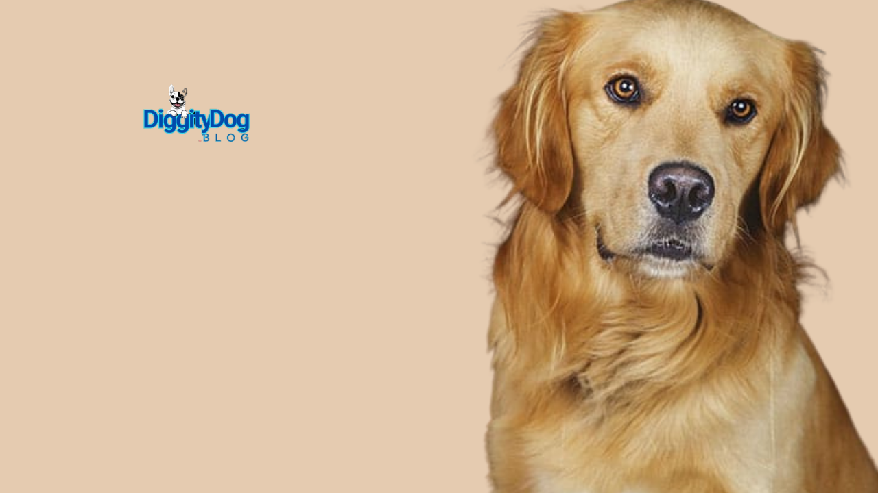 Pet Approved Stocking Stuffer Ideas