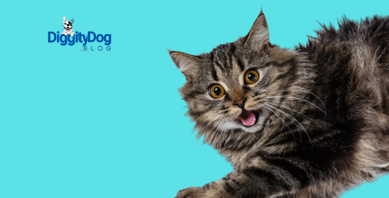 All Your Cats Meows and Sounds